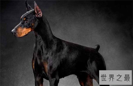 宠物狗智商排名,蝴蝶犬是欧洲最古老的宠物狗