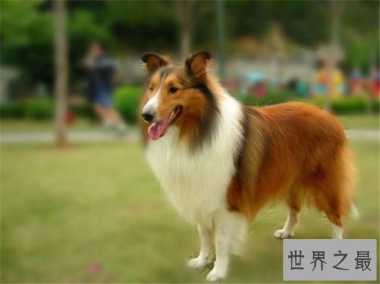 宠物狗智商排名,蝴蝶犬是欧洲最古老的宠物狗