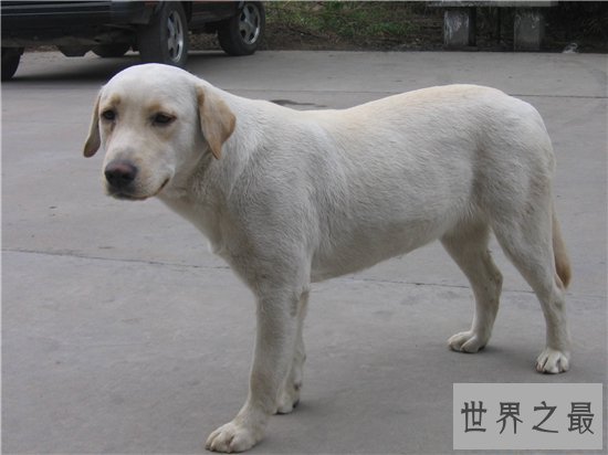 宠物狗智商排名,蝴蝶犬是欧洲最古老的宠物狗