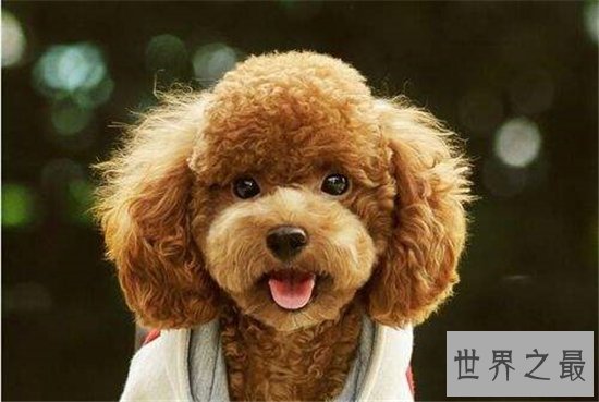宠物狗智商排名,蝴蝶犬是欧洲最古老的宠物狗