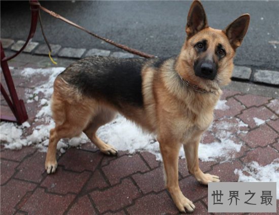 宠物狗智商排名,蝴蝶犬是欧洲最古老的宠物狗