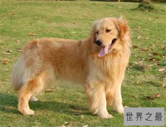 宠物狗智商排名,蝴蝶犬是欧洲最古老的宠物狗