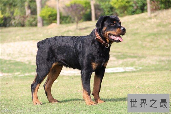 宠物狗智商排名,蝴蝶犬是欧洲最古老的宠物狗