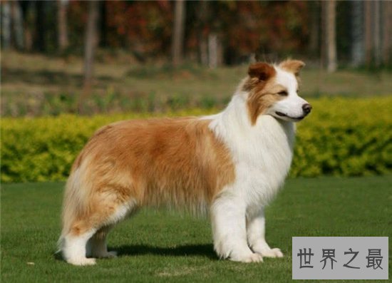 宠物狗智商排名,蝴蝶犬是欧洲最古老的宠物狗