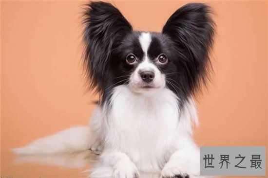 宠物狗智商排名,蝴蝶犬是欧洲最古老的宠物狗