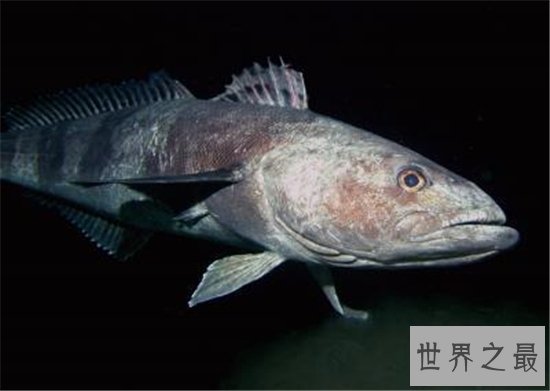 异鳞蛇鲭冒充鳕鱼,体内油脂太高不建议食用