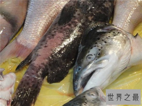 异鳞蛇鲭冒充鳕鱼,体内油脂太高不建议食用