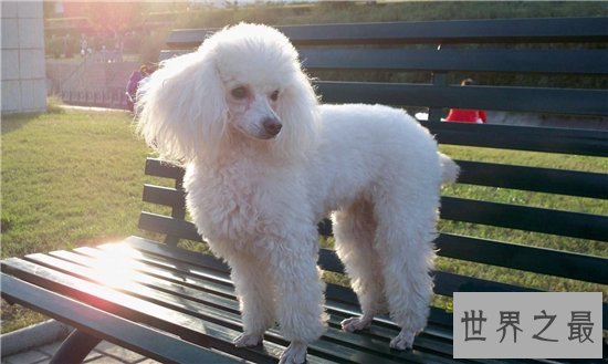 最聪明的狗前十名,边境牧羊犬智商相当于八岁孩子