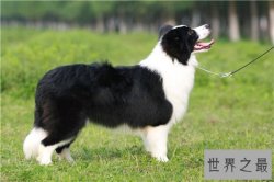 最聪明的狗前十名，边境牧羊犬智商相当于八岁孩子