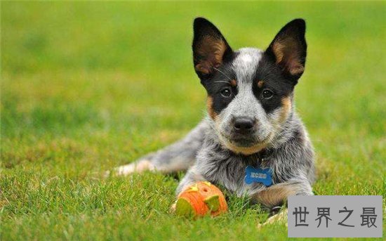 最聪明的狗前十名,边境牧羊犬智商相当于八岁孩子
