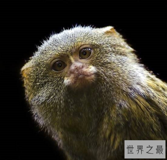 侏儒狨生活在亚马孙河流域,市面上卖到几万一只