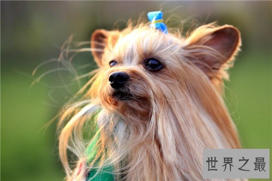 世界十大名犬排行榜,憨厚可爱的拉布拉多仅排第十位!