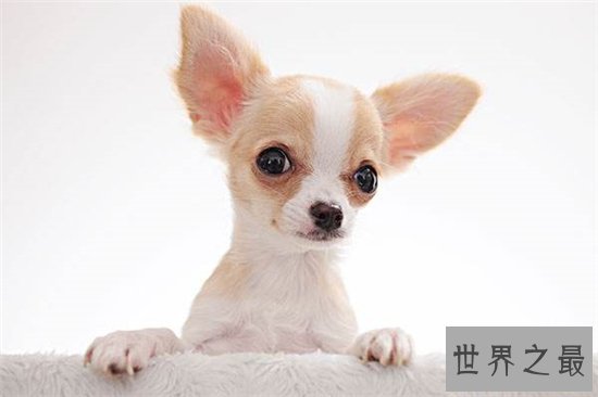 世界十大名犬排行榜,憨厚可爱的拉布拉多仅排第十位!