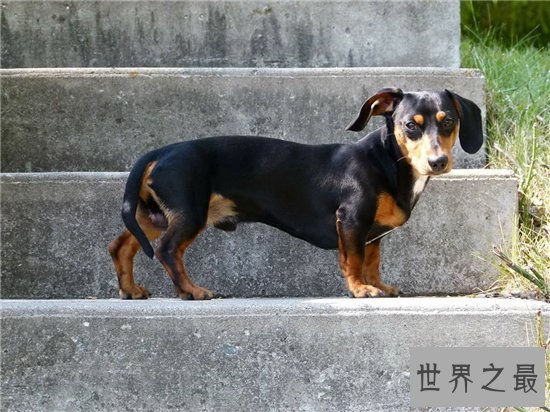 世界十大名犬排行榜,憨厚可爱的拉布拉多仅排第十位!