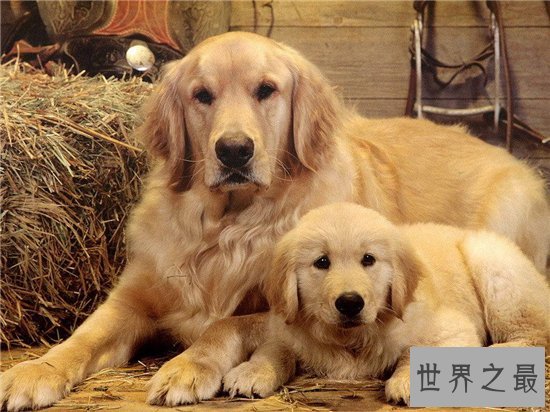 世界十大名犬排行榜,憨厚可爱的拉布拉多仅排第十位!