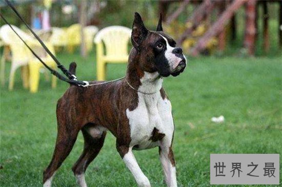 世界十大名犬排行榜,憨厚可爱的拉布拉多仅排第十位!
