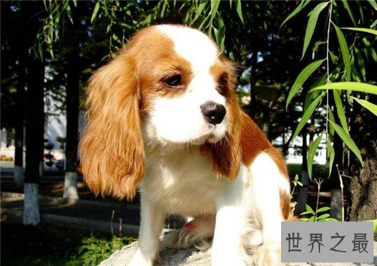 世界十大名犬排行榜,憨厚可爱的拉布拉多仅排第十位!