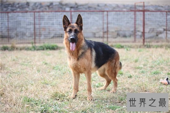 世界十大名犬排行榜,憨厚可爱的拉布拉多仅排第十位!