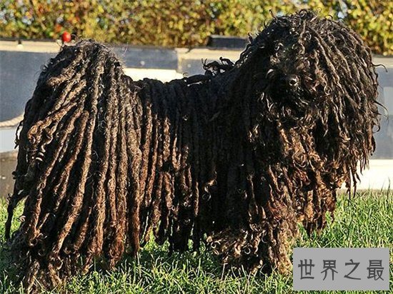 世界上最奇特的狗品种排行榜,第三种你绝对没有见过!