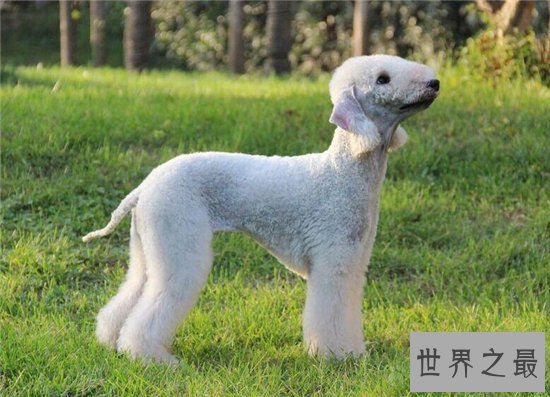 世界上最奇特的狗品种排行榜,第三种你绝对没有见过!