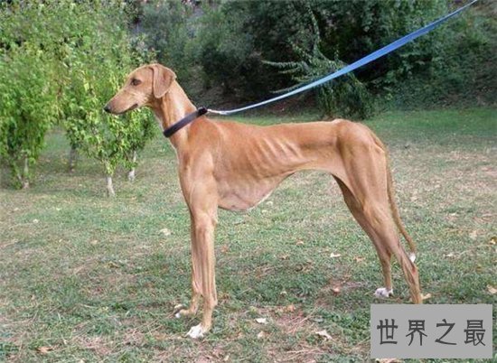 世界上最奇特的狗品种排行榜,第三种你绝对没有见过!