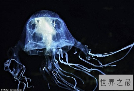 世界上最恐怖的动物,长相怪异噬人血肉