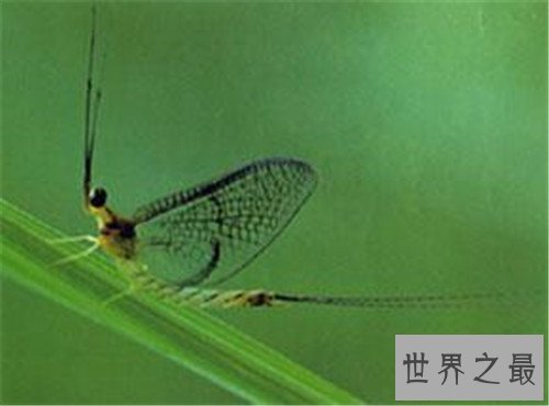 寿命最短的十种动物，最短只有24小时。