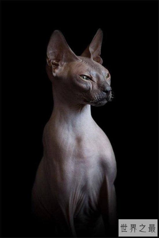 世界上最丑的猫排行榜，浑身上下没有一根毛！