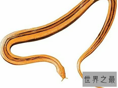 世界上长相最奇特的蛇，长了两个角的蛇确定不想看看？