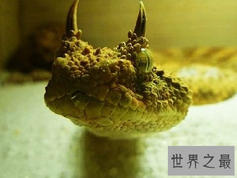 世界上长相最奇特的蛇，长了两个角的蛇确定不想看看？