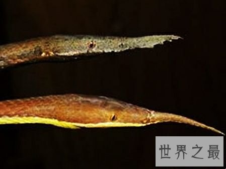 世界上长相最奇特的蛇，长了两个角的蛇确定不想看看？