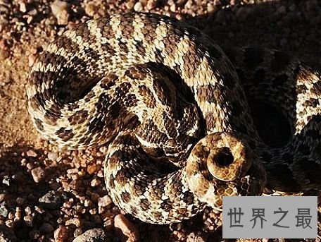 世界上长相最奇特的蛇，长了两个角的蛇确定不想看看？
