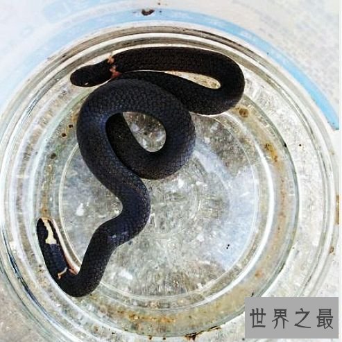 世界上长相最奇特的蛇，长了两个角的蛇确定不想看看？
