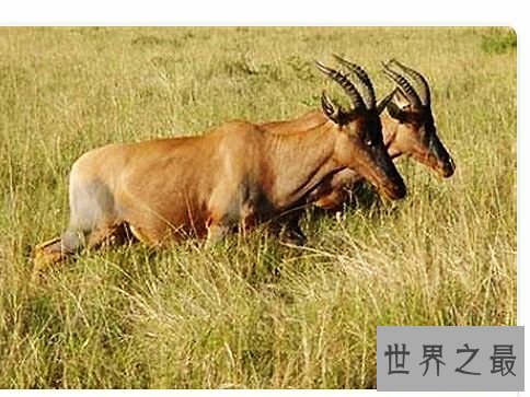 陆地上速度最快的十种动物,居然有一种兔子跑这么快。