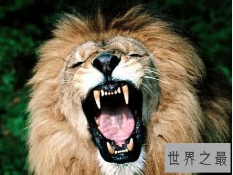 陆地上速度最快的十种动物,居然有一种兔子跑这么快。