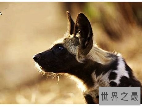 陆地上速度最快的十种动物,居然有一种兔子跑这么快。