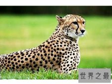 陆地上速度最快的十种动物，居然有一种兔子跑这么快。