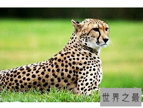 陆地上速度最快的十种动物,居然有一种兔子跑这么快。