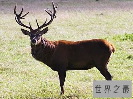 陆地上速度最快的十种动物,居然有一种兔子跑这么快。