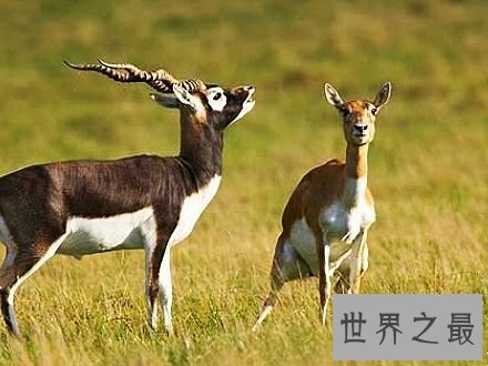 陆地上速度最快的十种动物,居然有一种兔子跑这么快。