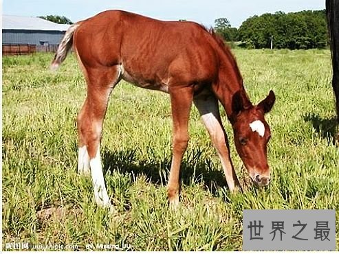 陆地上速度最快的十种动物,居然有一种兔子跑这么快。