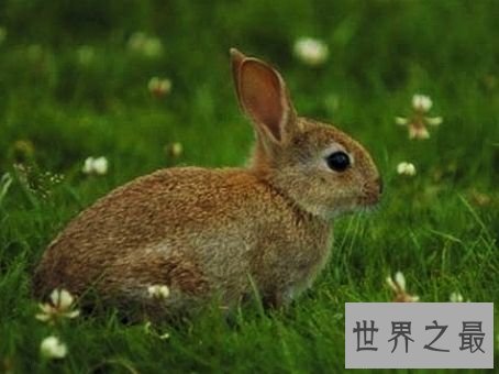 陆地上速度最快的十种动物,居然有一种兔子跑这么快。
