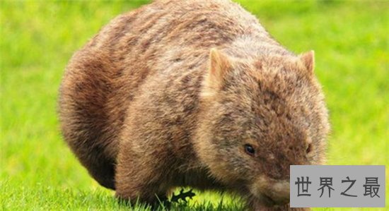 毛鼻袋熊已接近灭亡,环境破坏导致动物生存遭威胁