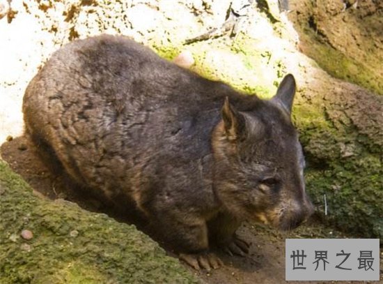 毛鼻袋熊已接近灭亡,环境破坏导致动物生存遭威胁
