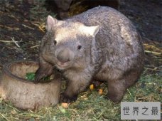 毛鼻袋熊已接近灭亡，环境破坏导致动物生存遭威胁