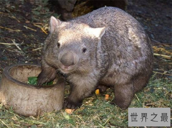 毛鼻袋熊已接近灭亡,环境破坏导致动物生存遭威胁