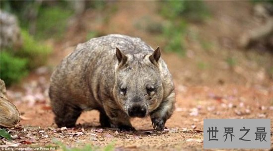 毛鼻袋熊已接近灭亡,环境破坏导致动物生存遭威胁