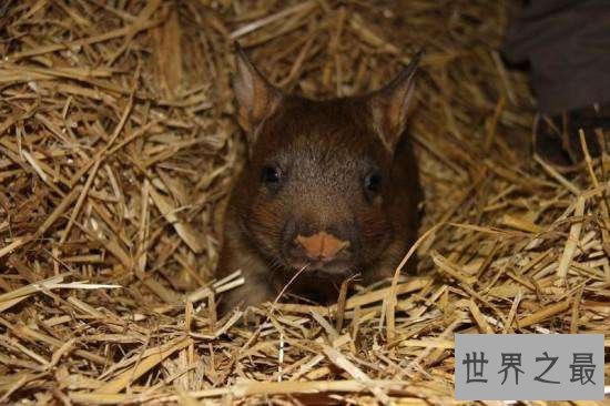 毛鼻袋熊已接近灭亡,环境破坏导致动物生存遭威胁