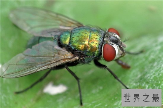 苍蝇的寿命雌性比雄性更长，繁殖能力强寿命短