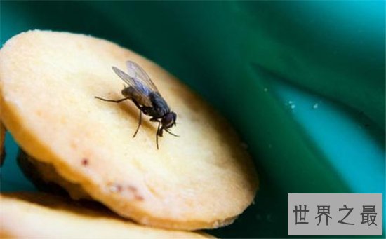 苍蝇的寿命雌性比雄性更长，繁殖能力强寿命短
